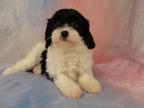Male Cavachon Puppy for sale #21 Born February 8th, 2012